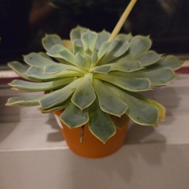 Photo of the plant species Echeveria by @ExecLithop30 named Allegra on Greg, the plant care app