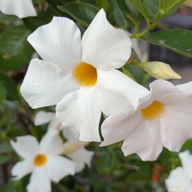 Photo of the plant species Allamanda Cathartica by @SpunkySandwort named Beckham on Greg, the plant care app