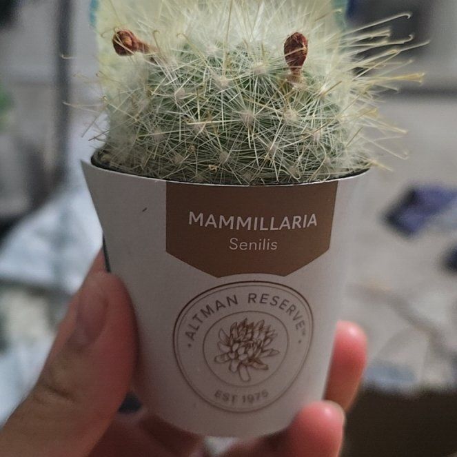 Photo of the plant species Mammillaria senilis by @Saoranzx named Señor Espinas on Greg, the plant care app