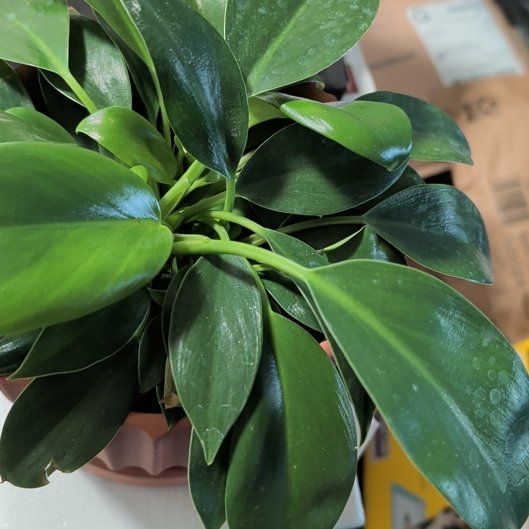 Photo of the plant species Green Princess by @TopTamarack5 named Eva on Greg, the plant care app