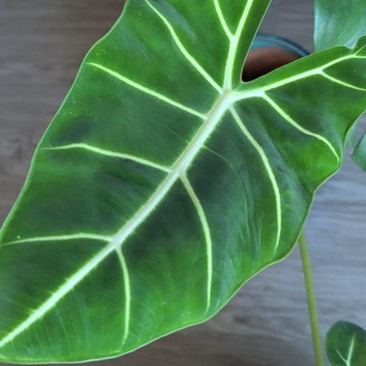 Photo of the plant species Arrowhead by @TopTamarack5 named Kesha on Greg, the plant care app
