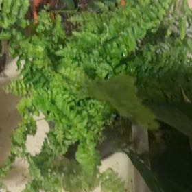 Photo of the plant species fluffy ruffle fern by @StoriedTievine4 named Sol on Greg, the plant care app