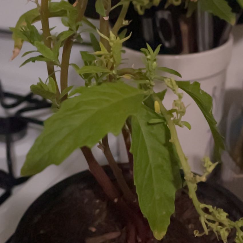 Photo of the plant species Wormseed by @TopBlinks34 named Gaga on Greg, the plant care app