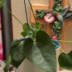 Photo of the plant species Anthurium cirano by @CivilSagopalm43 named Muhammad Ali on Greg, the plant care app