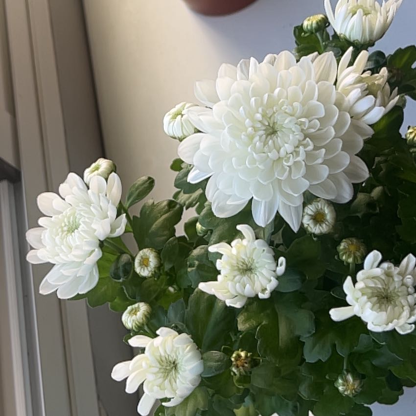 Photo of the plant species Chrysanthemum by @HotCherimoya93 named Cris on Greg, the plant care app
