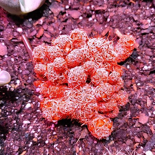 Photo of the plant species Spoon-Leaved Sundew by @HighestKanono46 named Michelle Branch on Greg, the plant care app
