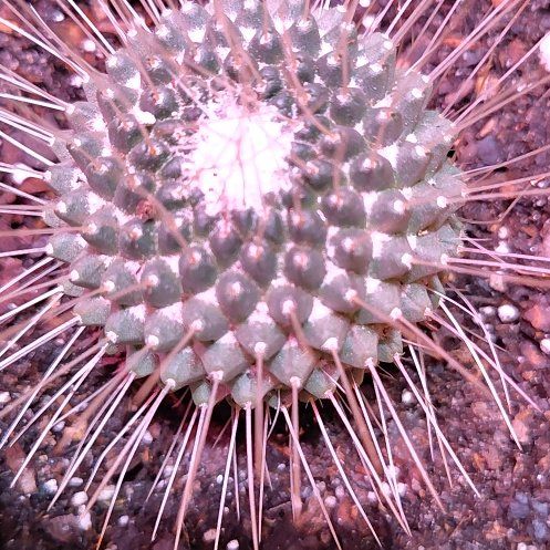 Photo of the plant species Mammillaria carnea by @HighestKanono46 named Gaga on Greg, the plant care app