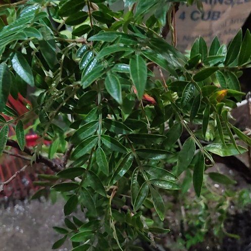 Photo of the plant species winged sumac by @HighestKanono46 named Demi on Greg, the plant care app