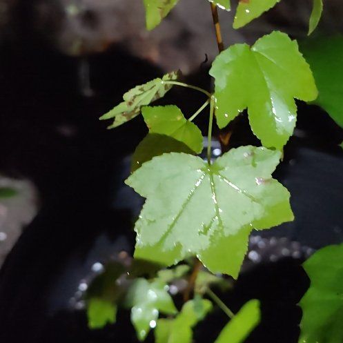Photo of the plant species American Sweetgum by @HighestKanono46 named Homer on Greg, the plant care app
