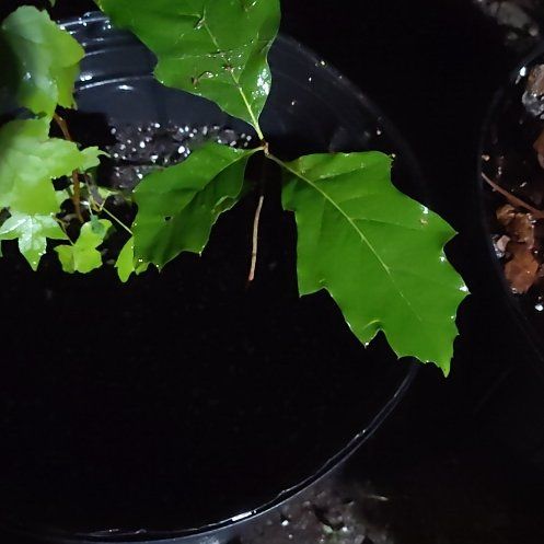 Photo of the plant species Northern Red Oak by @HighestKanono46 named Plato on Greg, the plant care app