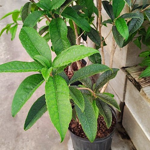 Photo of the plant species Sweet Olive by @HighestKanono46 named Sproutacus on Greg, the plant care app