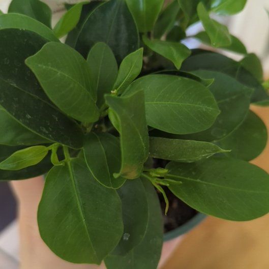 Photo of the plant species Sundaville by @RadiantRedfir named Remington on Greg, the plant care app