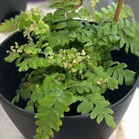 Photo of the plant species Northern Maidenhair Fern by @RegnantLychee62 named Miley on Greg, the plant care app
