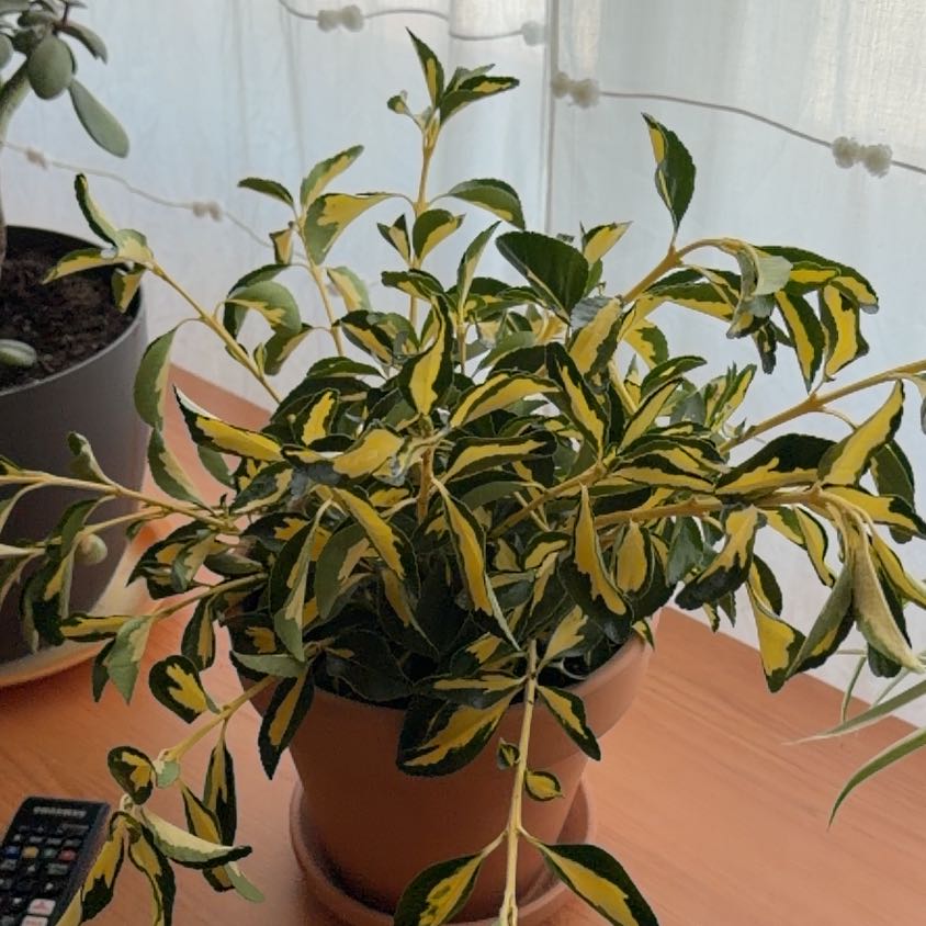Photo of the plant species Japanese Spindle by @BestRedcap36 named Maki on Greg, the plant care app