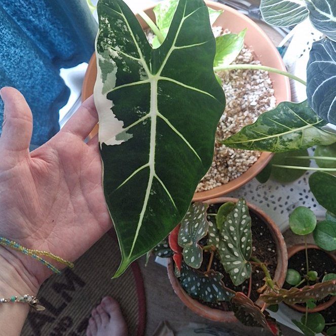 Photo of the plant species Variegated Alocasia frydek by @AwakeJubaea47 named Queen on Greg, the plant care app