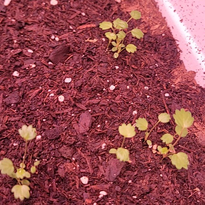 Photo of the plant species Rugen Alpine Strawberry by @VitalRedlog6 named Strawberry on Greg, the plant care app