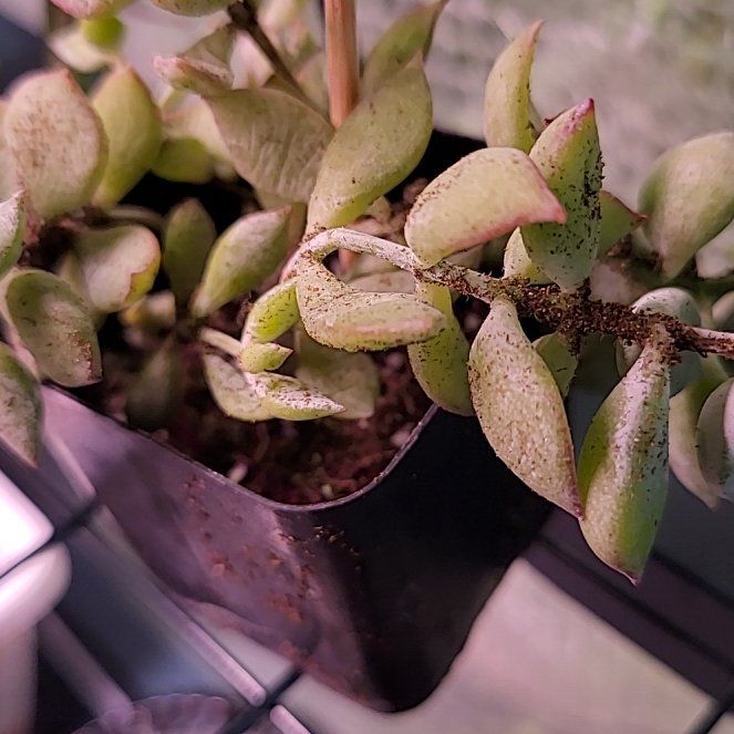 Photo of the plant species Cliff Cotyledon by @VitalRedlog6 named Stella on Greg, the plant care app