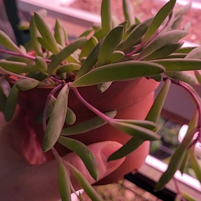 Photo of the plant species ruby necklace by @VitalRedlog6 named Harper on Greg, the plant care app