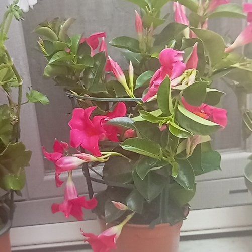 Photo of the plant species Samba by @ProFuchsia44 named Ulysses S Plant on Greg, the plant care app