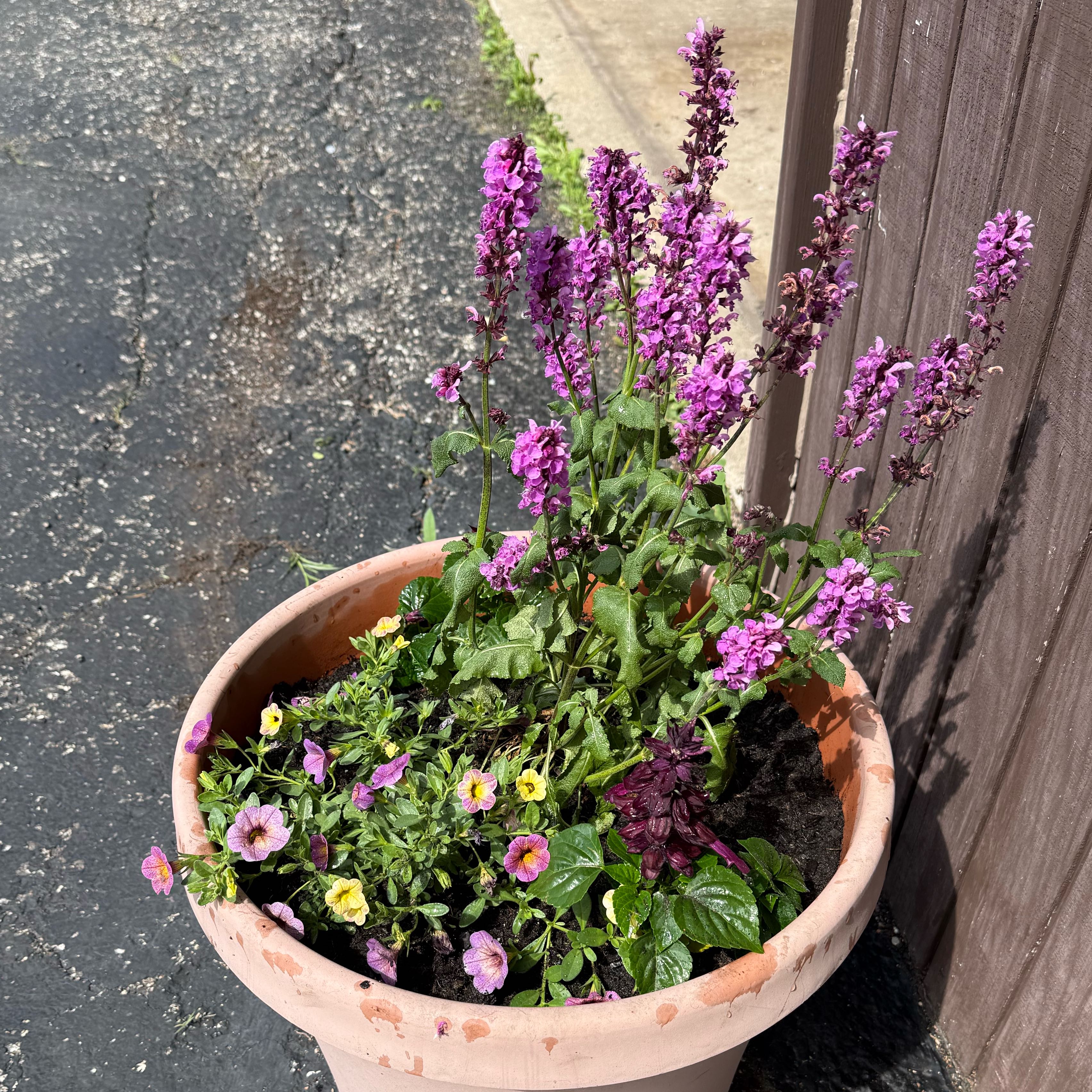 Photo of the plant species Wild Pansy by @SparklyAnise64 named Shakira on Greg, the plant care app