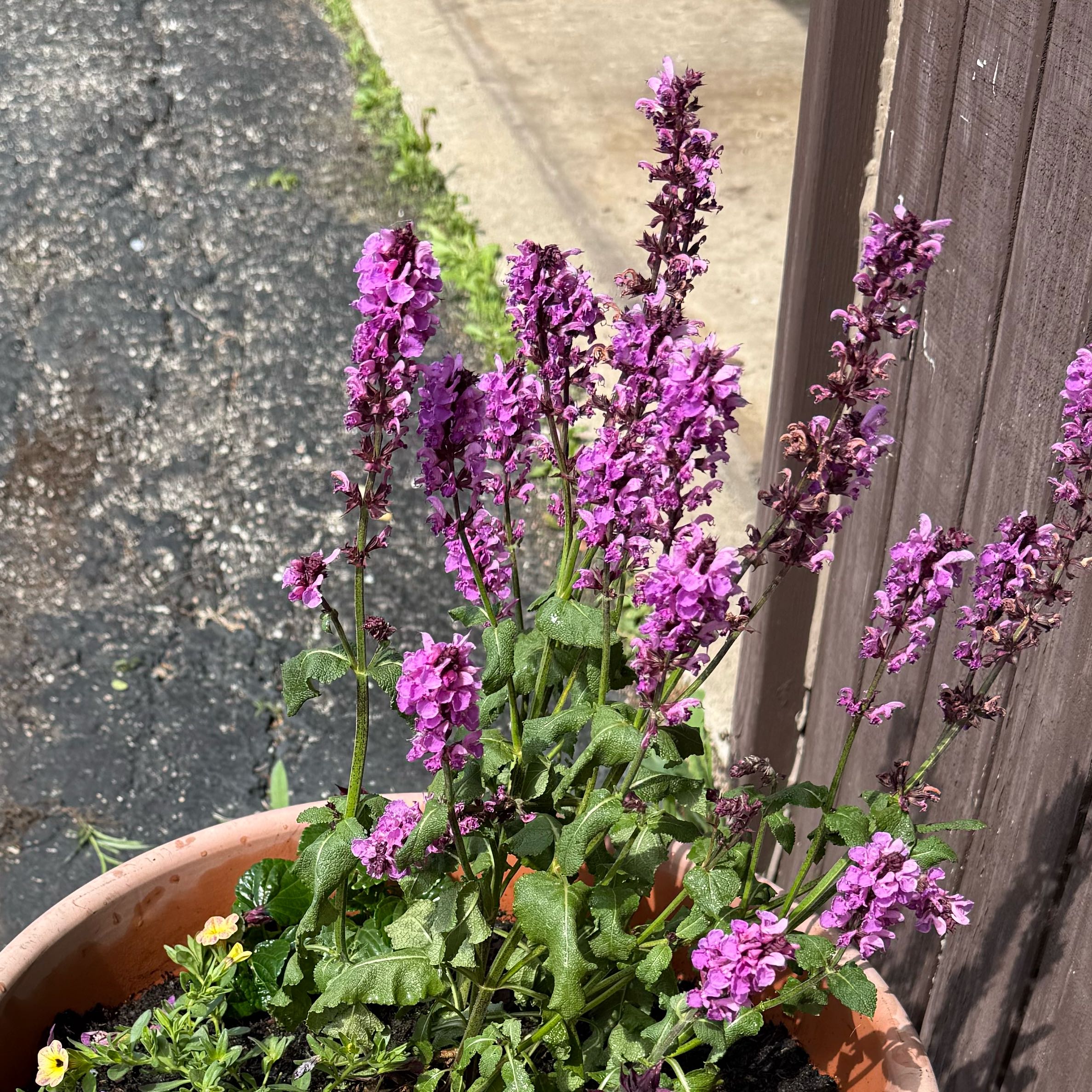 Photo of the plant species Meadow Sage by @Eduuubz named Cleopatra on Greg, the plant care app