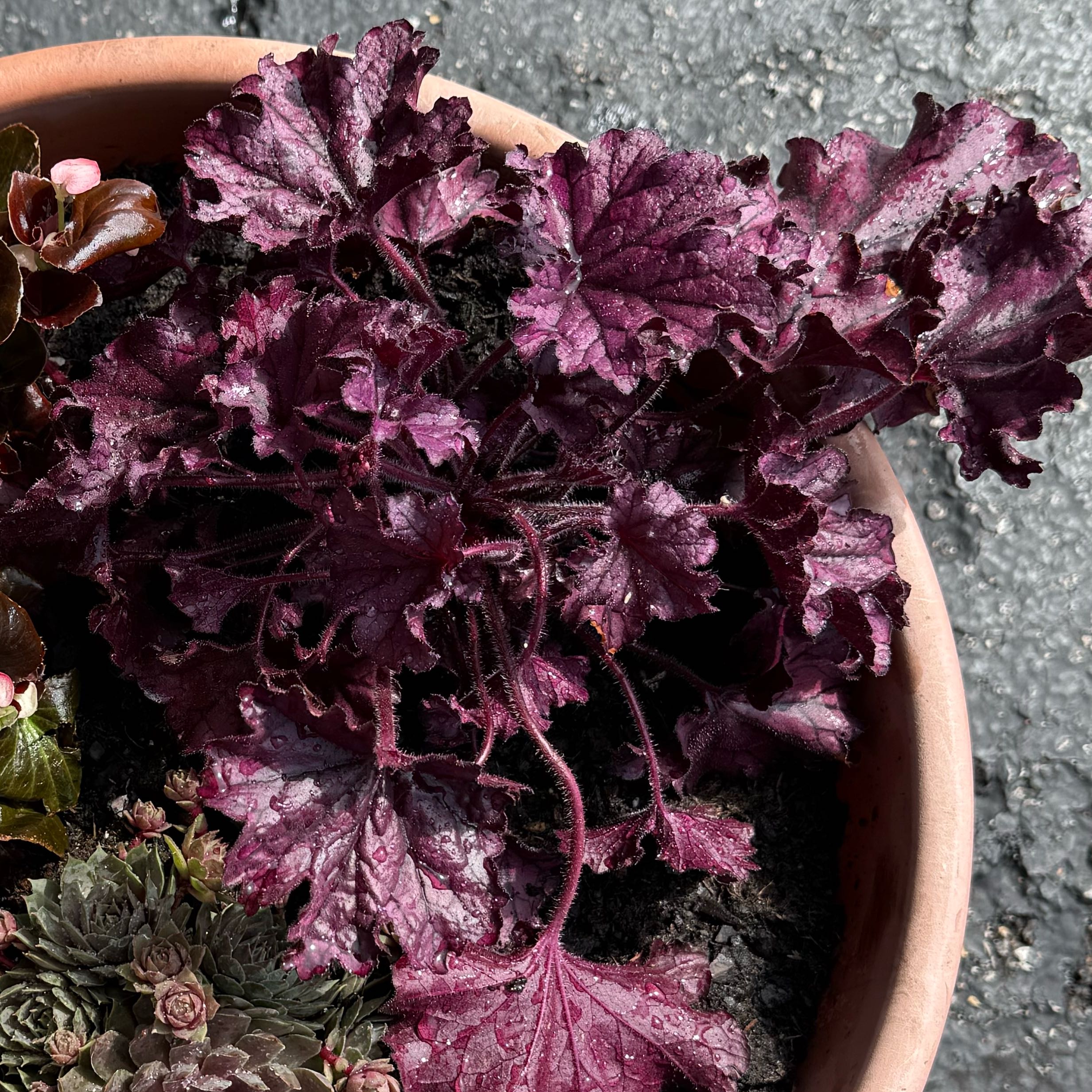 Photo of the plant species Coral Bells by @Eduuubz named Emerson on Greg, the plant care app
