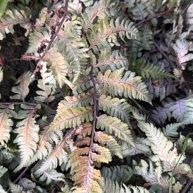 Photo of the plant species Japanese Painted Fern by @Eduuubz named Drake on Greg, the plant care app