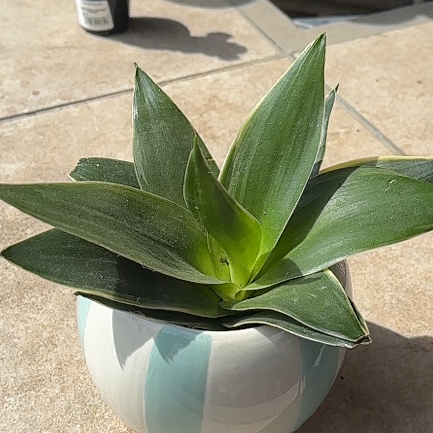 Photo of the plant species Bird Nest Snake Plant by @FitKowhai76 named Khaleesi on Greg, the plant care app