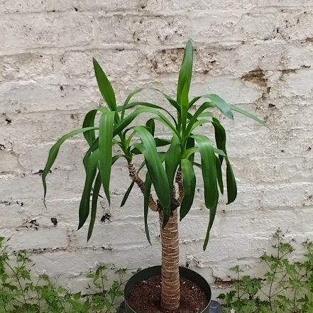 Captain Plant-it