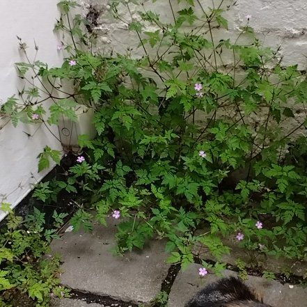 Photo of the plant species Robert Geranium by @PrimalKonjac7 named Elle on Greg, the plant care app