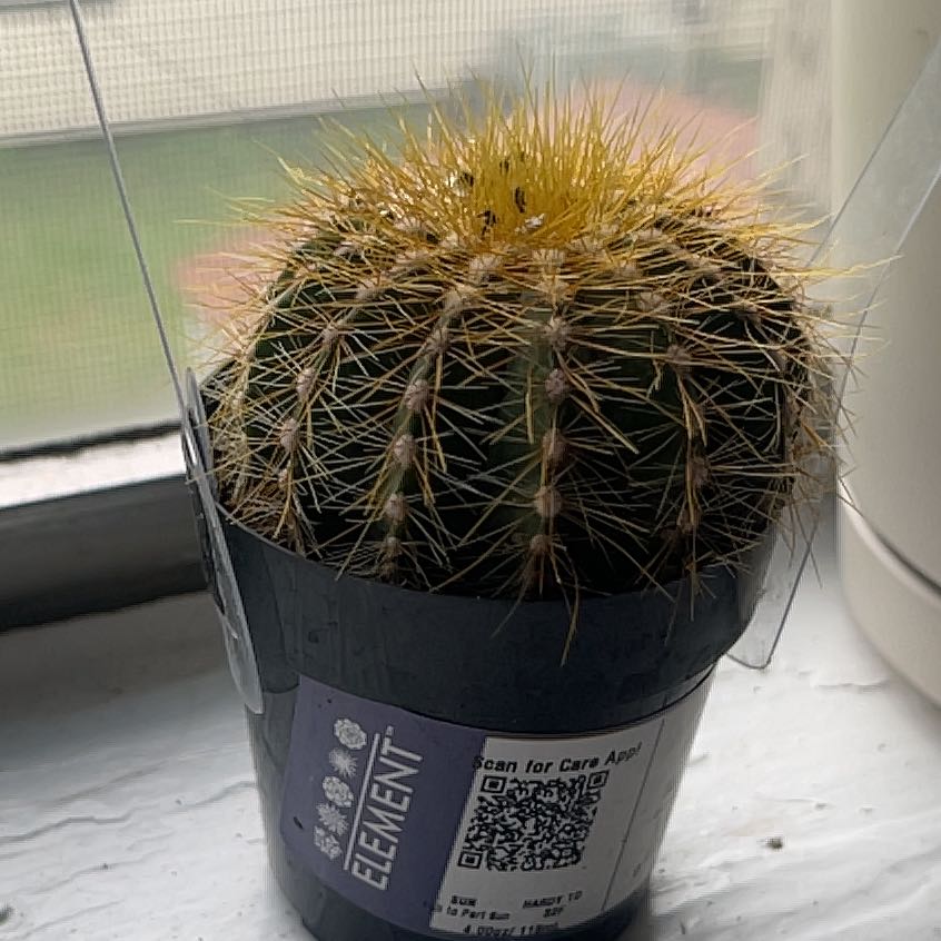 Photo of the plant species Notocactus by @GnarlyTeatree27 named Noto on Greg, the plant care app