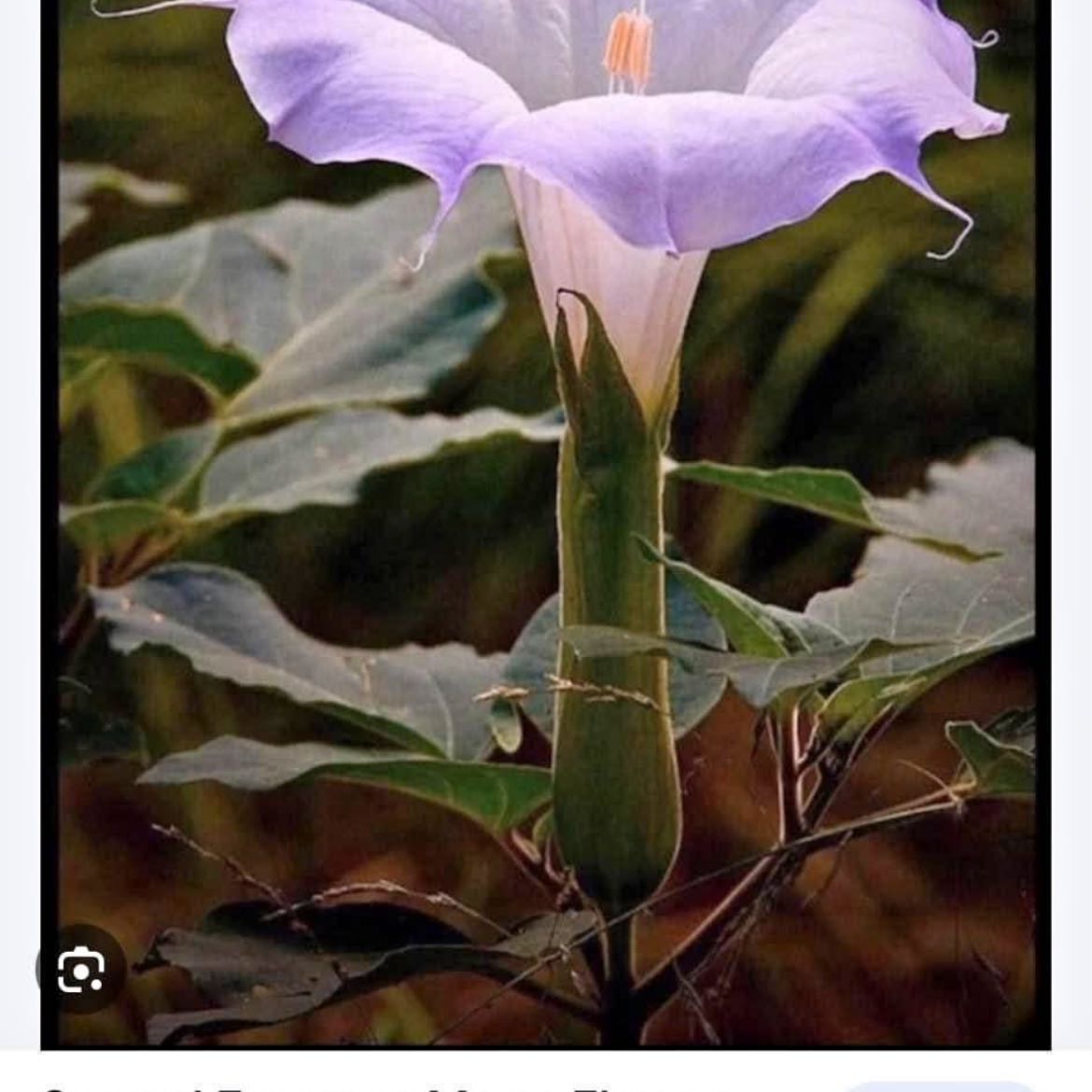 Photo of the plant species Sacred Datura by @ExecutiveSucc named Eva on Greg, the plant care app
