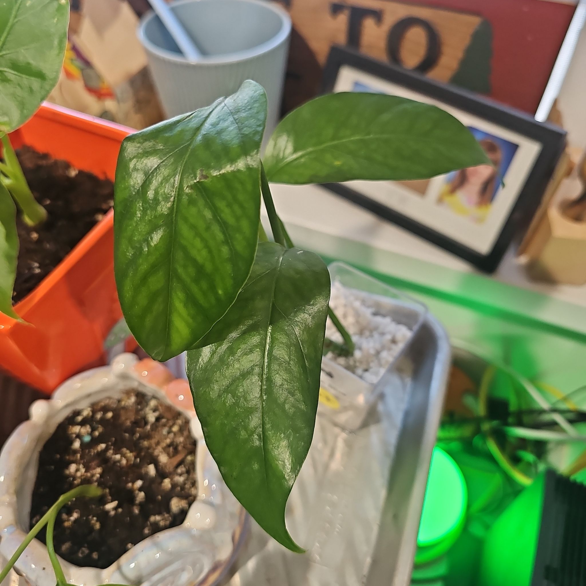 Photo of the plant species Baltic Blue Pothos by @ManlyFlaxsilk42 named Fred on Greg, the plant care app