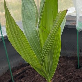 Photo of the plant species Cocoanut by @FitPokaka10 named Turbo on Greg, the plant care app