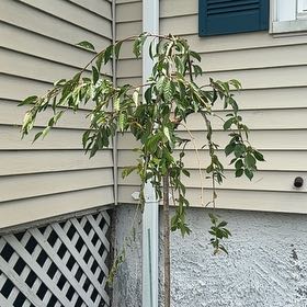 Photo of the plant species Snow Fountain Cherry Tree by @PeakHornwort26 named Cherry on Greg, the plant care app