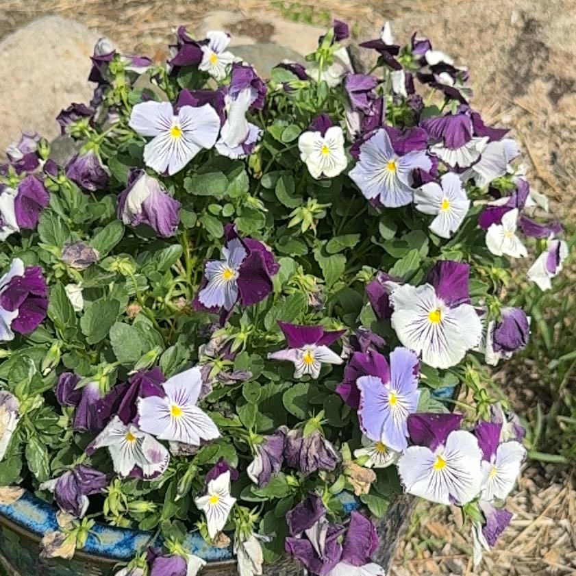 Photo of the plant species Wild Pansy by @GumptiousHope12 named Nemo on Greg, the plant care app