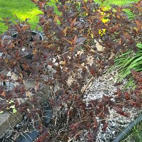 Photo of the plant species Atlantic Ninebark by @GumptiousHope12 named Keanu Leaves on Greg, the plant care app