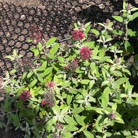 Photo of the plant species Valeriana rubra by @RichlyCacto55 named Rosa on Greg, the plant care app