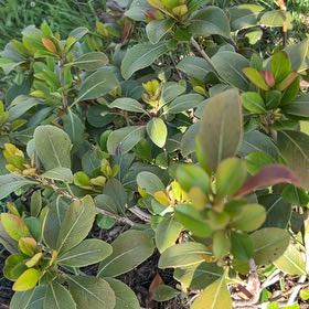 Photo of the plant species Sexton's Bride by @RichlyCacto55 named Bruce Lee on Greg, the plant care app