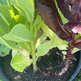 Photo of the plant species Garden Lettuce by @RichlyCacto55 named Plato on Greg, the plant care app