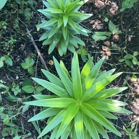 Photo of the plant species Easter Lily by @RichlyCacto55 named Gregarious on Greg, the plant care app