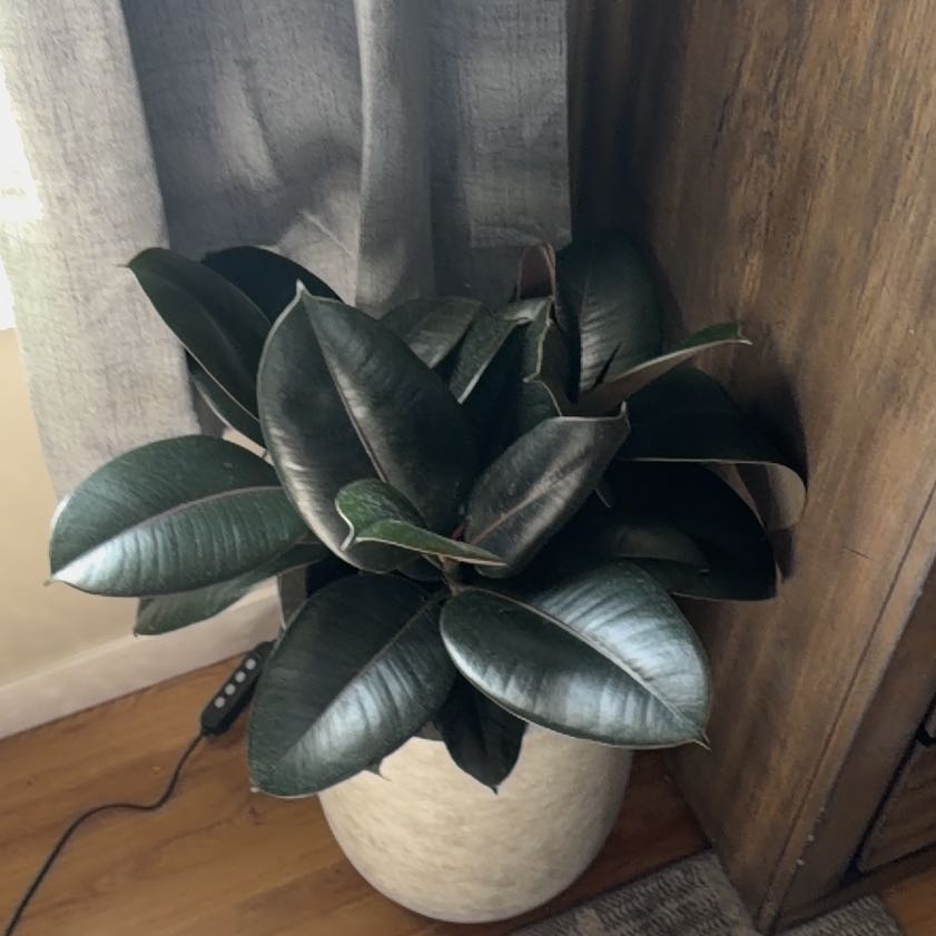 Photo of the plant species Ficus burgundy by @HipHardbeech56 named Queen on Greg, the plant care app