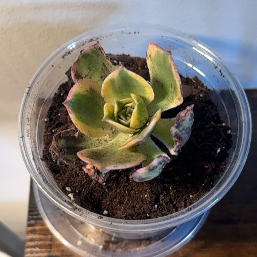 Photo of the plant species Aeonium Sunburst by @MentorPurei25 named Beyonce on Greg, the plant care app