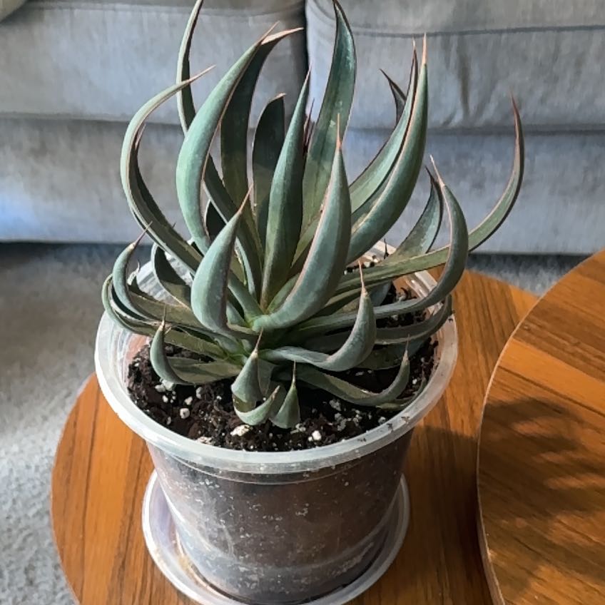 Photo of the plant species Praying Hands Mangave by @MentorPurei25 named Huckleberry Fern on Greg, the plant care app