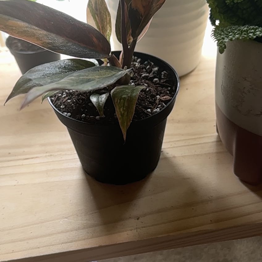 Photo of the plant species Carmel Marble Philodendron by @MentorPurei25 named Elle on Greg, the plant care app