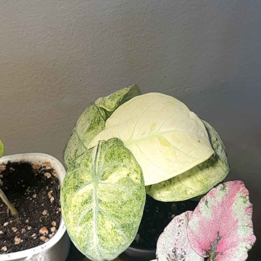 Photo of the plant species Alocasia Ninja Tri-Color by @MentorPurei25 named Darwin on Greg, the plant care app