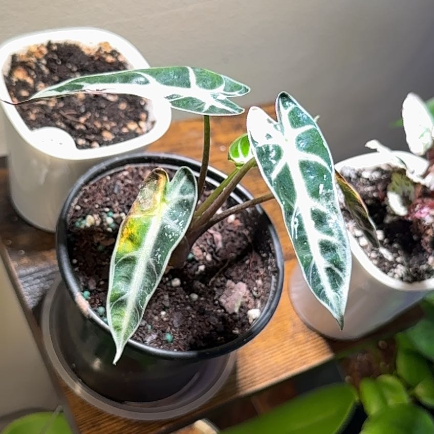Photo of the plant species Alocasia Bambino Variegated Pink by @MentorPurei25 named Messi on Greg, the plant care app