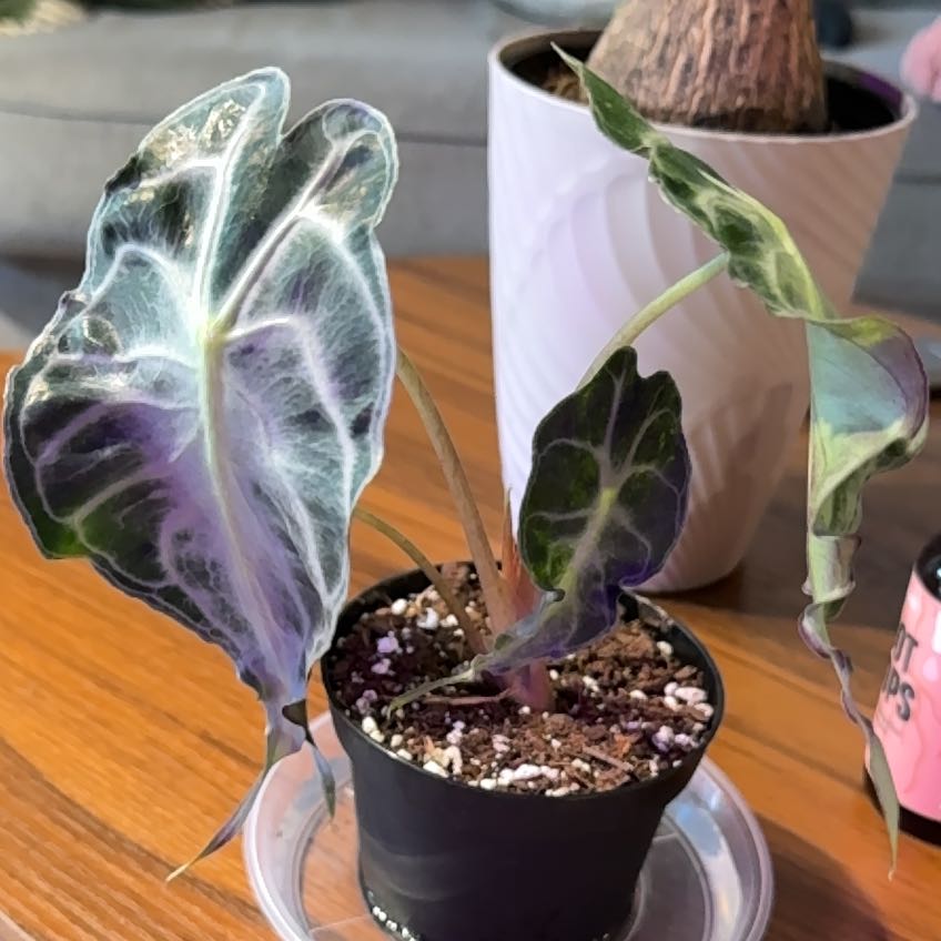 Photo of the plant species Alocasia 'Venom' by @MentorPurei25 named Stella on Greg, the plant care app