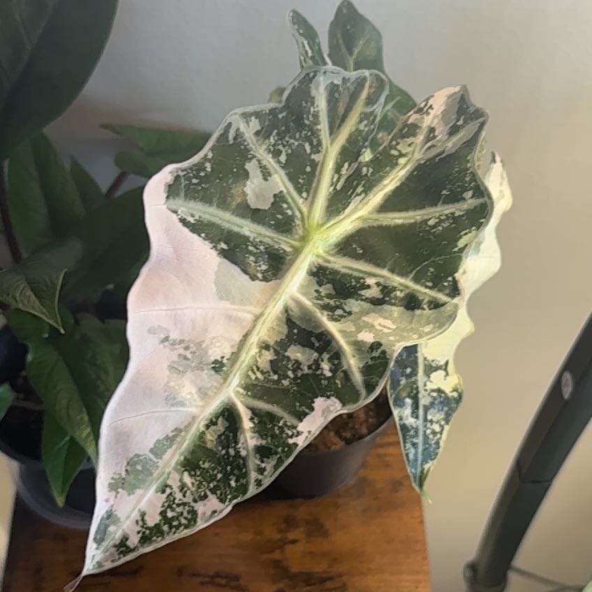 Photo of the plant species Alocasia Polly Pink Variegated by @MentorPurei25 named Wall-E on Greg, the plant care app