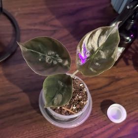 Photo of the plant species Red Secret by @MentorPurei25 named Homer on Greg, the plant care app